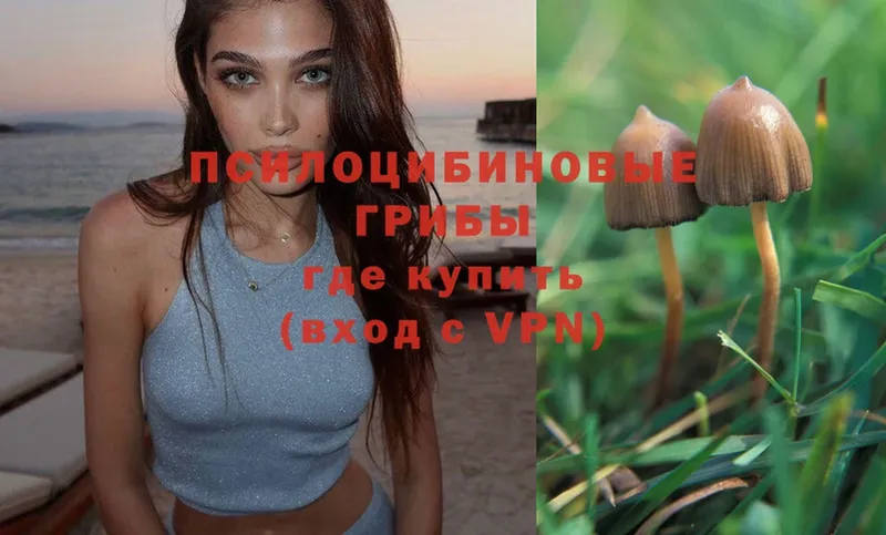 Галлюциногенные грибы Psilocybe  Железногорск 